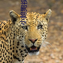 小鲍狗视频 （高不可攀）