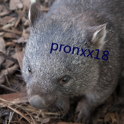 pronxx18