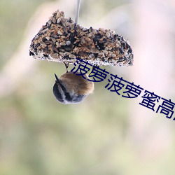 菠(菠)萝菠萝蜜高(高)清播放视频免(免)