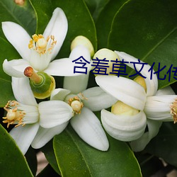 含羞草文化传(傳)媒