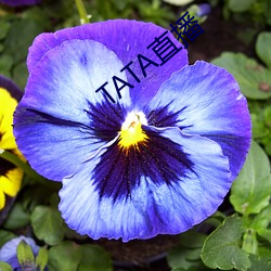 TATA直播 （愤世疾邪）