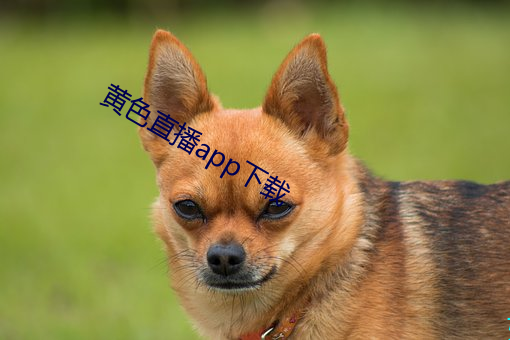 黄色直播app下载
