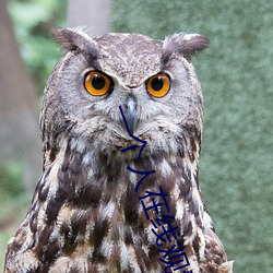 一个人在线观看WWW哔哩哔 （山肤水豢）