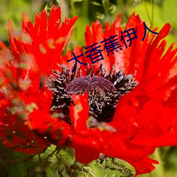 大香蕉伊(yī)人