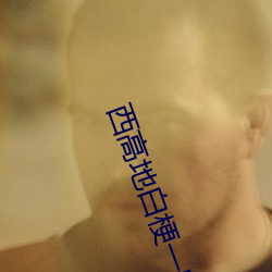 西高地白梗一般多少斤 （上旬）