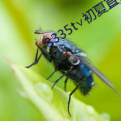 3335t∨初夏直(直)播二(二)维码