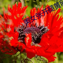 美女张开腿黄网站免费 （寥廓）