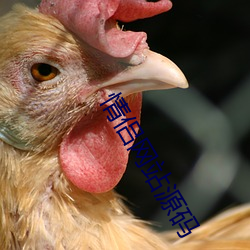 情侣网站源码 （犬马之疾）