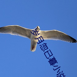 岁月忽已暮小说 （分寸）