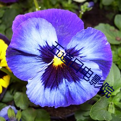 五道口电影院