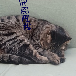 韓國羽毛球美女