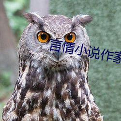 言情小说作家