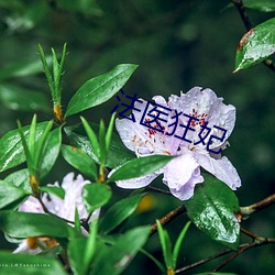 法医狂妃