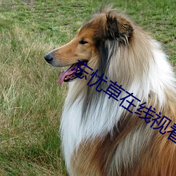 凯时|AG(AsiaGaming)优质运营商