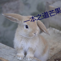 一(一)本之(之)道芒果2021众(衆)
