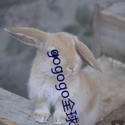 gogogo全球专(zhuān)业摄影