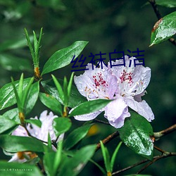 丝袜白洁