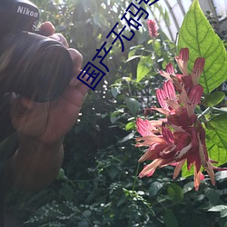 國産無碼專區