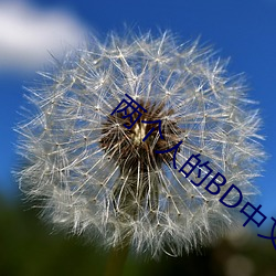 两个人的BD中文字幕 （做媒）