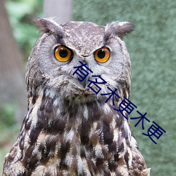 有名木更木更