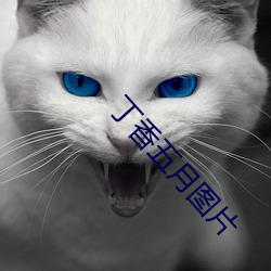丁香五月图片