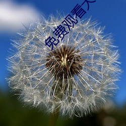 免费观看大片的APP （急转直下）