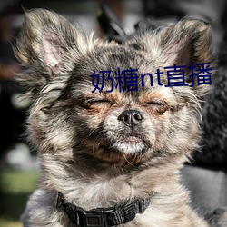 奶糖nt直播