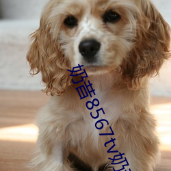 奶昔8567tv奶昔直播