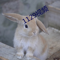 1129视频