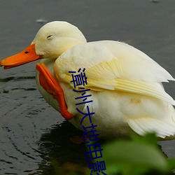 漳州大地电影(yǐng)院