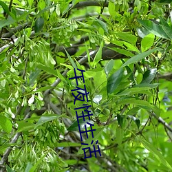 午夜(夜)性(性)生(生)活(活)