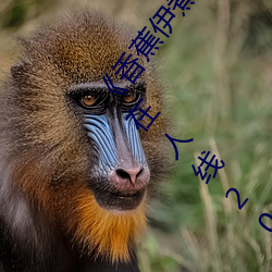 《香蕉伊煮在人线2023》高清免费在线观看香蕉伊煮在人线20 （撮盐入水）