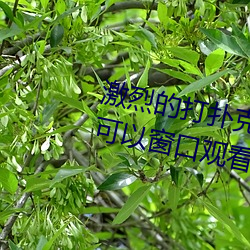 s&#x8D27;&#21483;&#x5927;&#22768;&#x70B9;c&#x61D2;&#28866;&#x4F60;&#30340;sbxs&#x6700;&#26032;&#x7AE0;&#33410;(&#26368;&#x7231;&#40644;&#x74DC;&#33879;)2024&#26368;&#x65B0;&#22312;&#x7EBF;&#25773;&#x653E; - &#x4E0B;&#36733;&#x5BA2;&#25143;&#x7AEF;V1.3.7