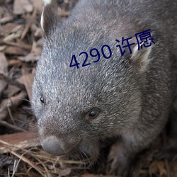 4290 许愿 （闹天儿）