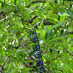 菠萝菠萝蜜视频在(zài)线观看6