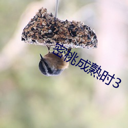 密桃成熟时3