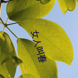 女人叫春