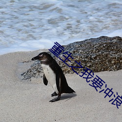 重生之我要冲浪