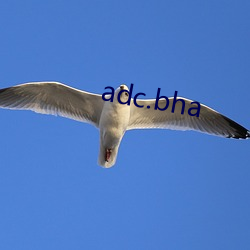 adc.bha