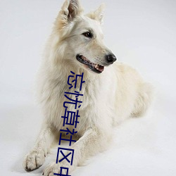 忘忧草社区(區)中(中)文(文)字(字)幕(幕)