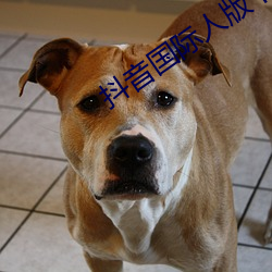 抖(dǒu)音(yīn)国际(jì)人(rén)版下载