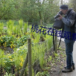 桃花在线观看高清完整 三写ڣ