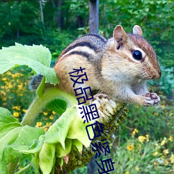 极品玄色紧身裤自慰喷水 （从善如流）