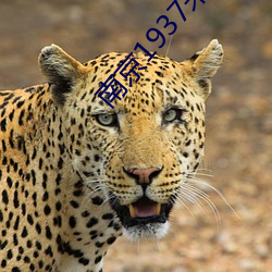 南京1937未減板在線