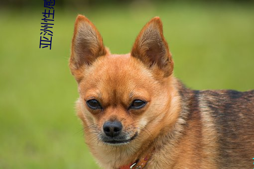 亚洲性感图片