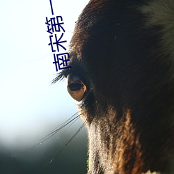 南宋第一卧底