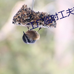 工厂临(臨)时工夫(夫)妻(妻)多吗