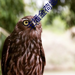 主播金荷娜在哪个平台直播