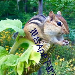 黃台ApP下載頁面