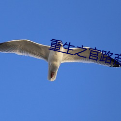 重生之官路商途